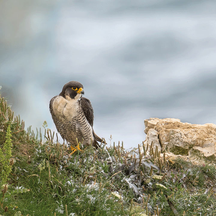 New milton water tower peregrine falcon