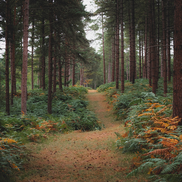 New forest