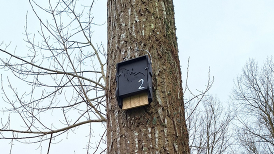 Bournemouth Water installs dozens of bat boxes to improve local environment- image