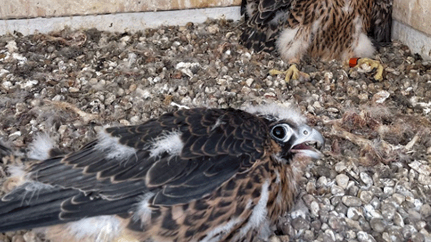 New Milton welcomes three new peregrine falcons- image